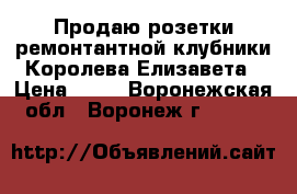 Продаю розетки ремонтантной клубники Королева Елизавета › Цена ­ 25 - Воронежская обл., Воронеж г.  »    